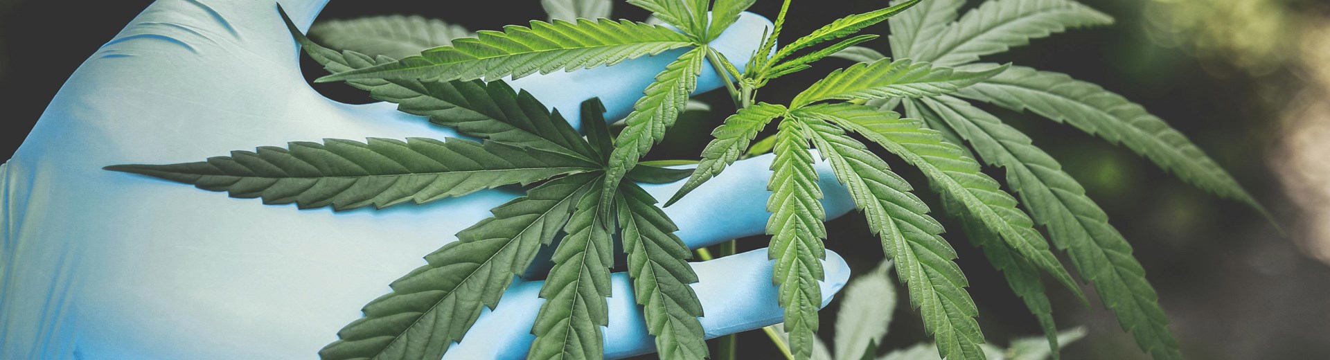 Cannabis plant being held up with a blue glove In dark surroundings