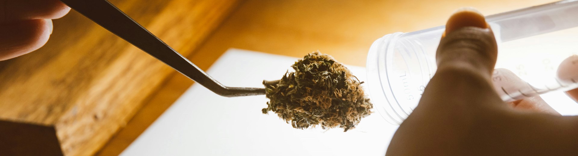 tweezers with cannabis Being held by a person near a wooden table placing into a test tube